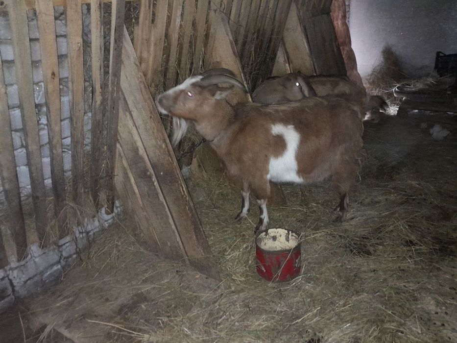 Продам 2 - козы,погулягую и дойную