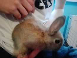 Króliczki młode mix: miniaturka-baran francuski