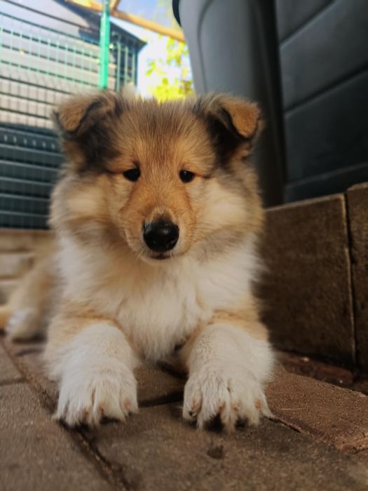 Owczarek szkocki collie ZKWP FCI