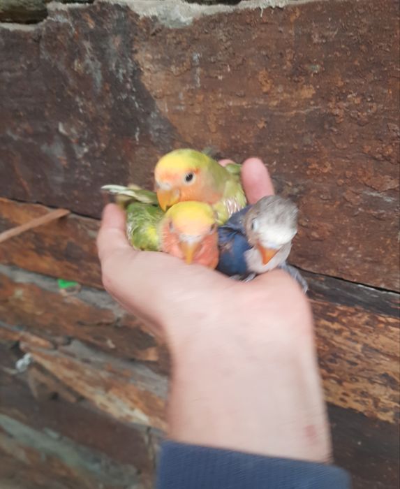 Agapornis criados a mão