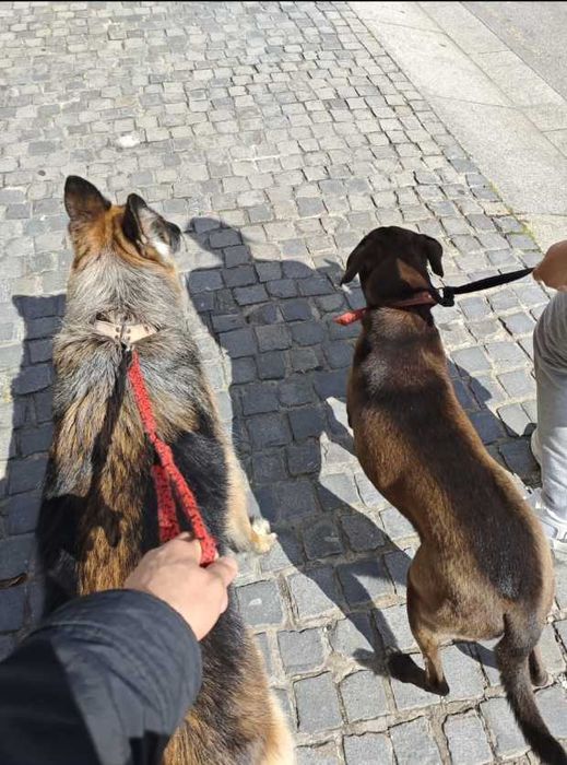 Adoção Conjunta Macho e Femea