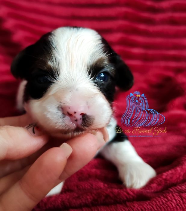 York  Biewer Yorkshire Terrier piesek- dostępny