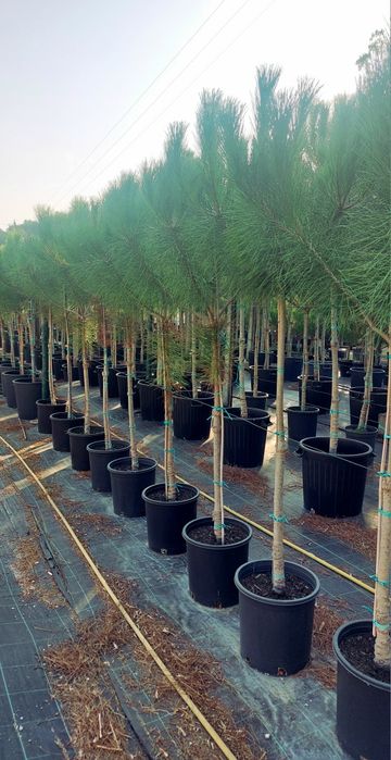 Slow-growing pine trees 1.80/2.00 m