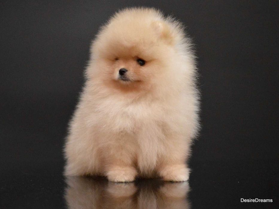 Міні хлопчик померанський шпіц