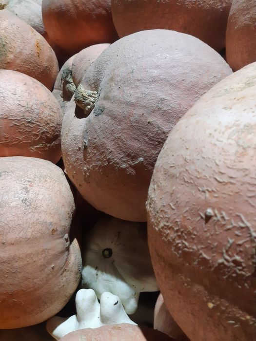 Nostrzyk.seradela.łubin.żyto jare.owies.facelia.gryka.pszenżyto jare