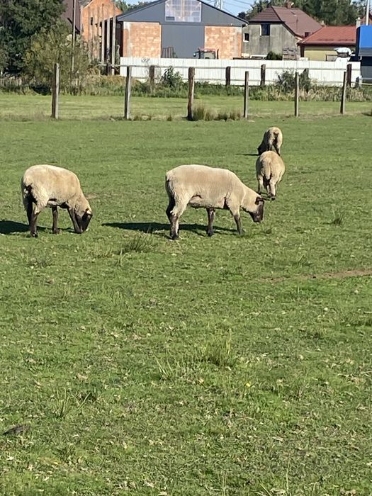 Owce czarnoglowki mieszane