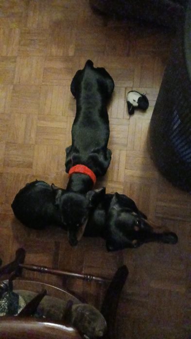 Teckel fêmea com LOP [pedigree]