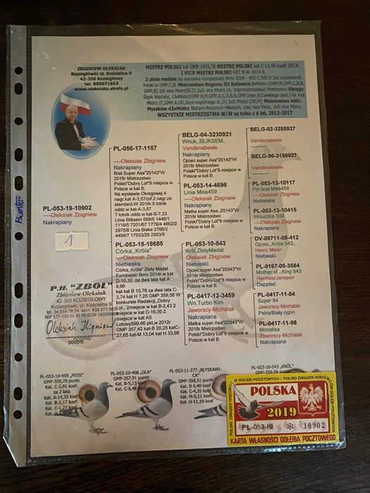 Gołębie pocztowe od Arka Maziarza