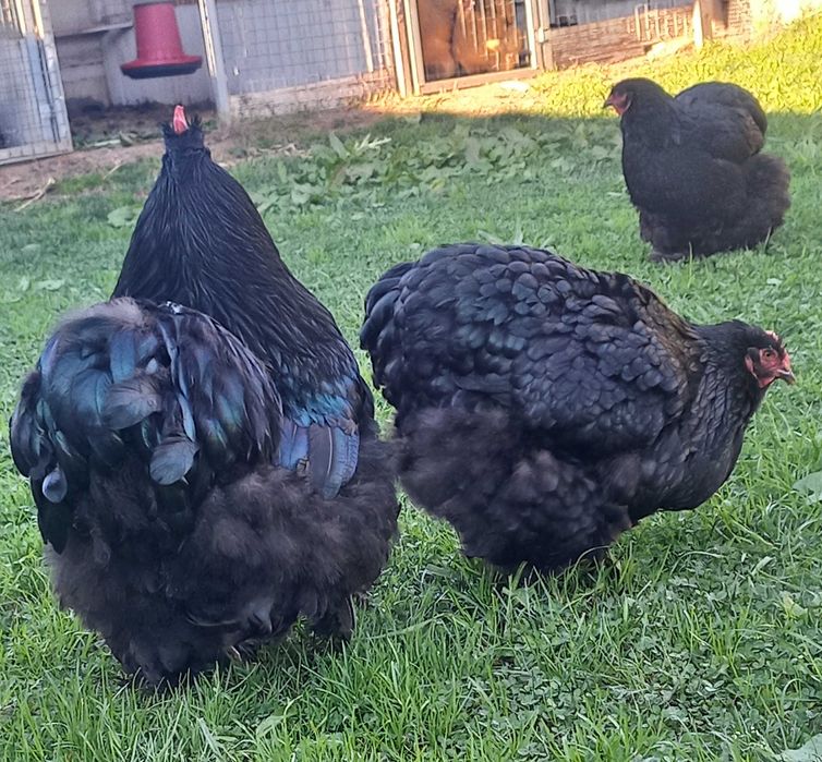 Ovos e pintos de Galinhas de Raça