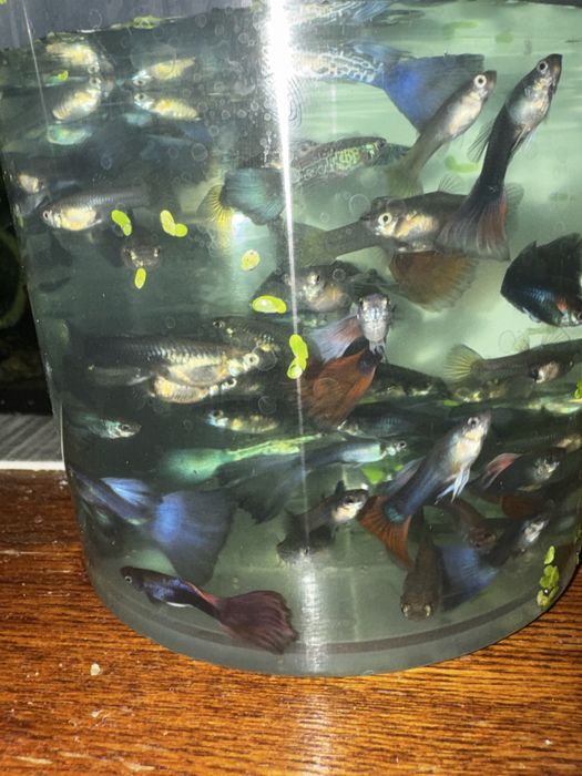 гуппі мікс, сині зелені