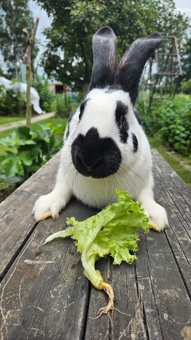 Samica czarno biała srokacz niemiecki