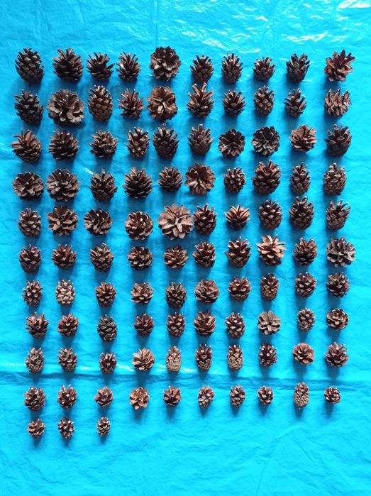 Шишки сосновые для декора