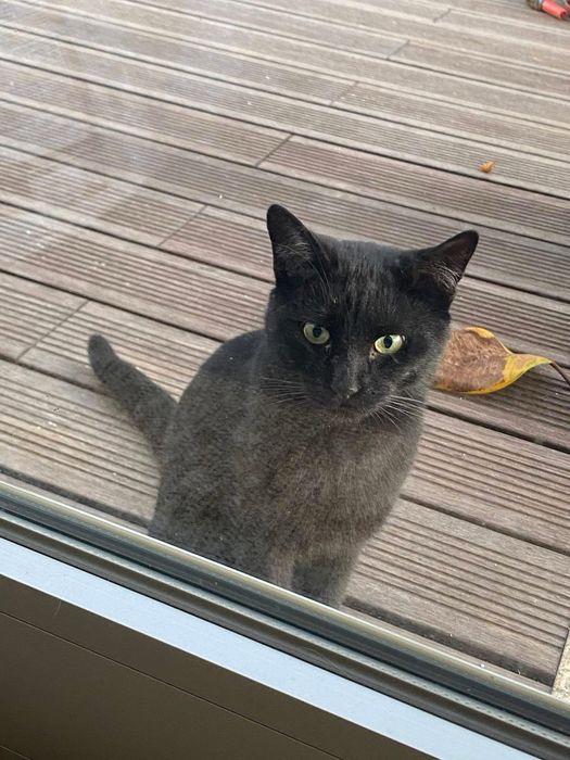 Gatinho preto para adopcao