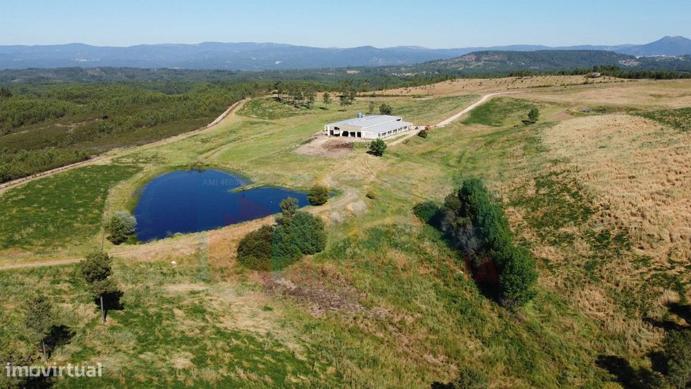 Herdade com 14Ha -Lomba Chã- Sarzedas - 20 min de Castelo Branco