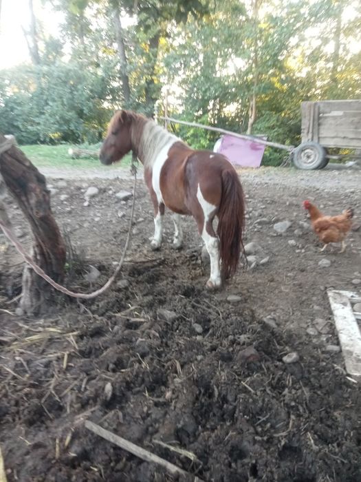 Продається жеребець поні