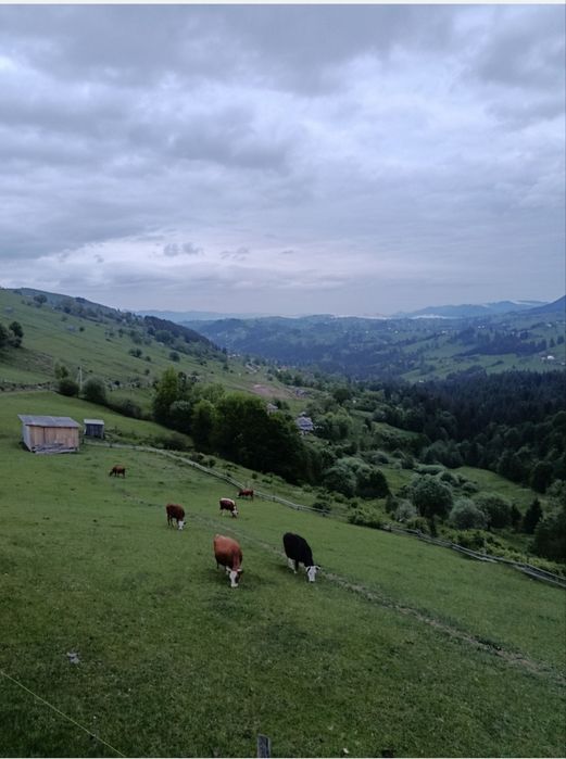 Відпочинок в Карпатах