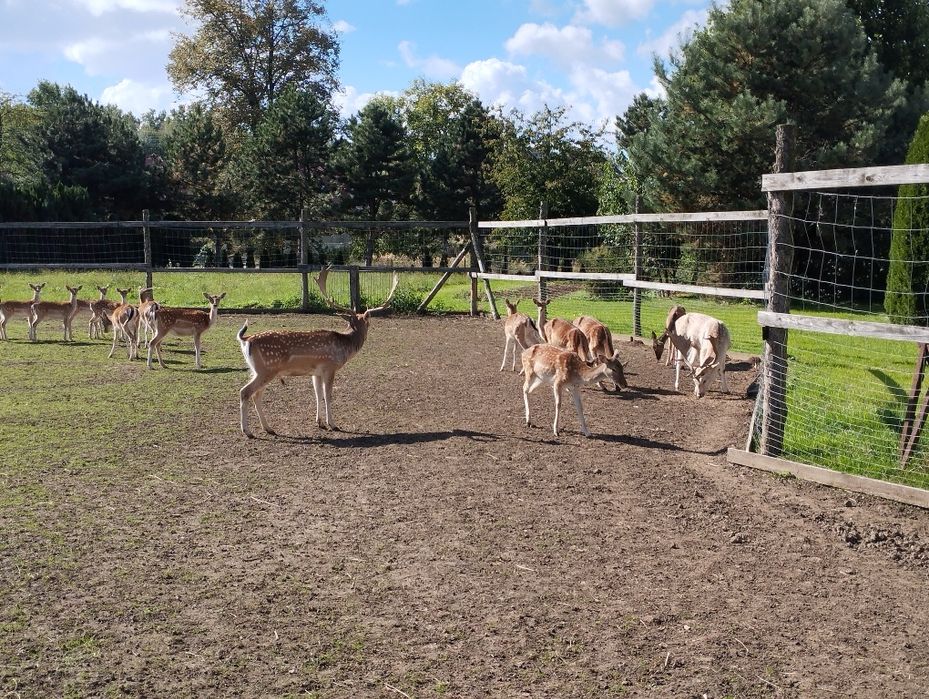 Daniele Byki łanie i cielaki