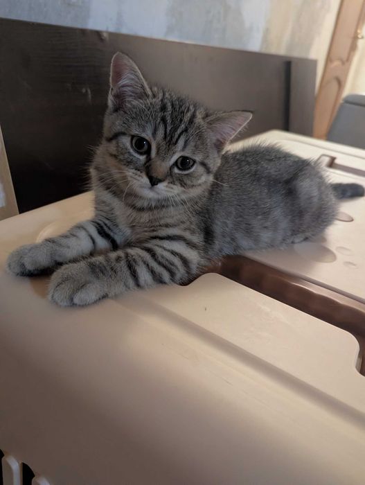 Шотландске кошеня 3 місяця