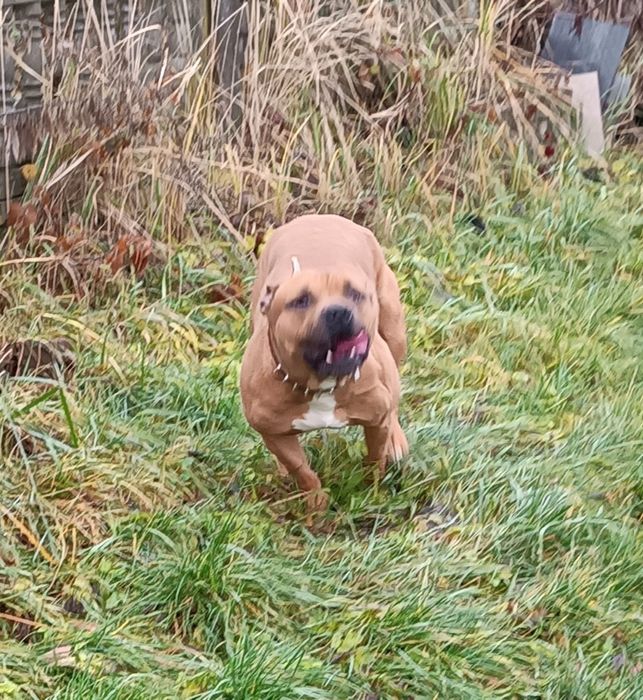 Amstaff "Rudek"szuka dobrego domu