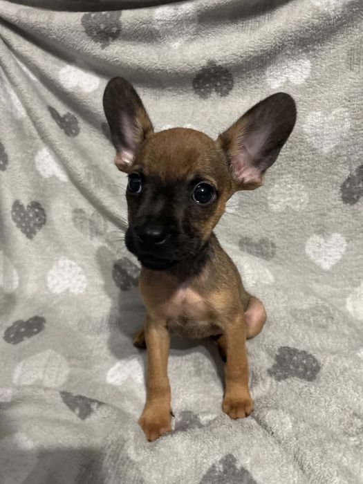 szczeniak do adopcji
