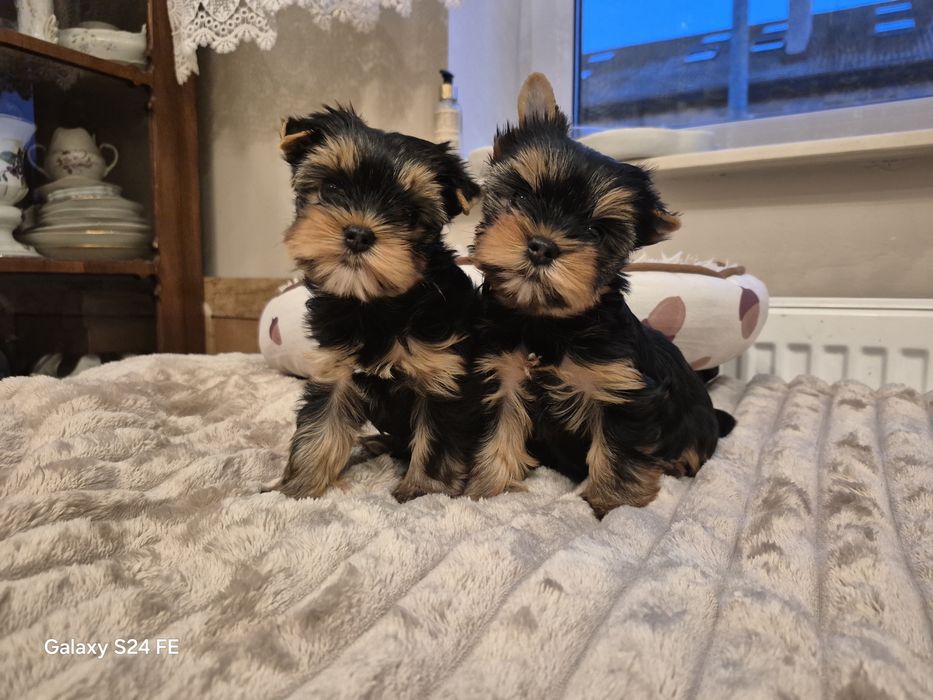 Yorkshire terier  sunia