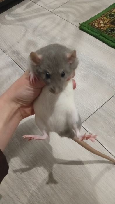 продам крису дамбо