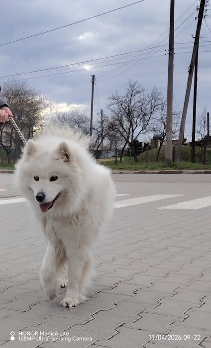 Самоїди  щенятка