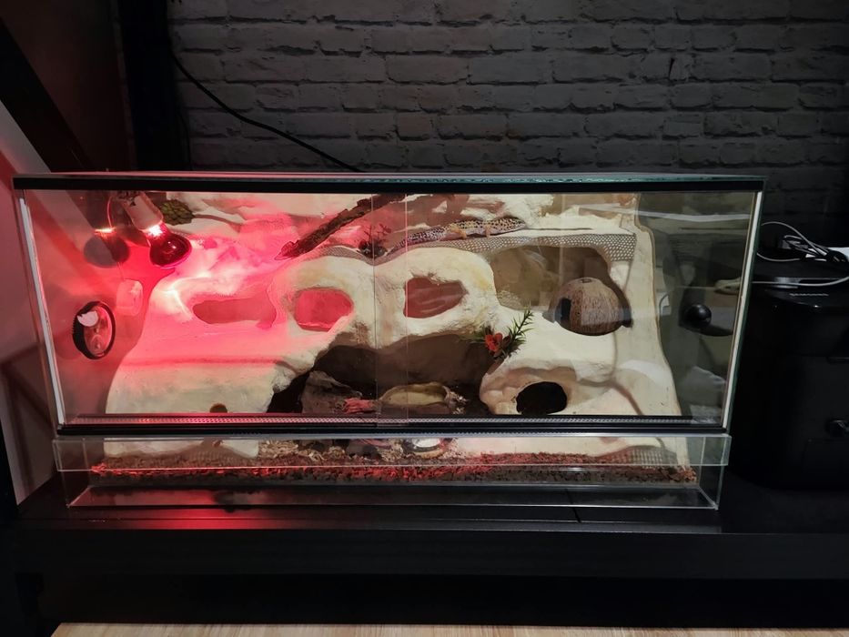 Gekon Lamparci wraz z terrarium