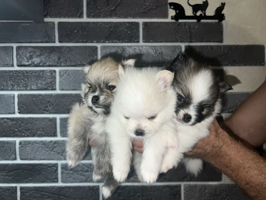 Красунчик Марсель — померанський шпіц шугая дівчинку для в’язки