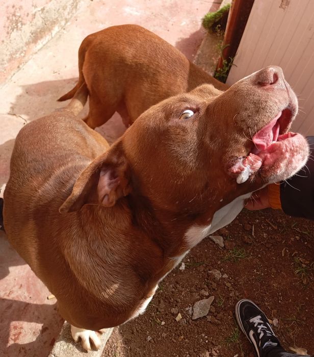 Dois bebês machos American Pitbull