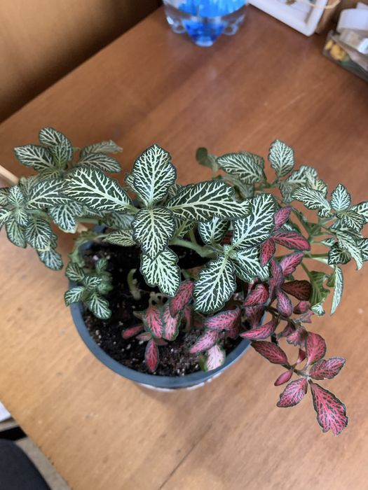 Фітонія композиція