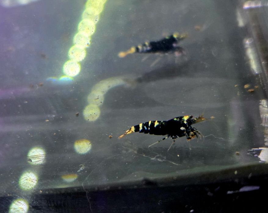 Krewetka Nanasi black (caridina)