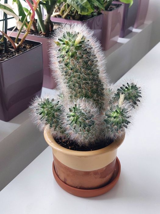 Мамілярія, кактус, сукуленти, вазон