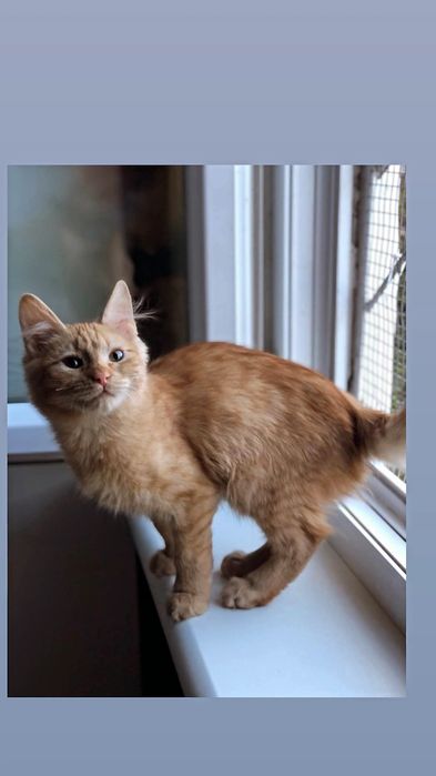 Отдам рыжего котенка, мальчик, 4 месяца