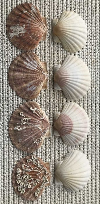 Conchas de Vieiras com Tampa