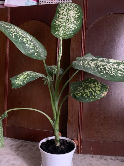 Квіти, вазони, кімнатні рослини(дифенбахія, грошове дерево)