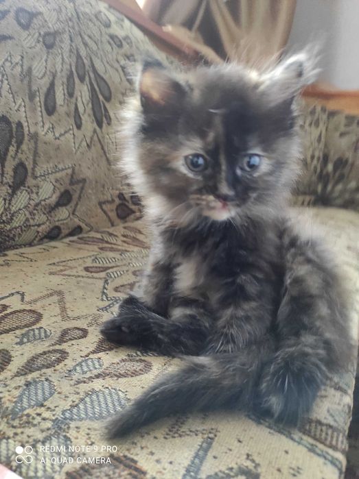 Котята мальчик и девочка