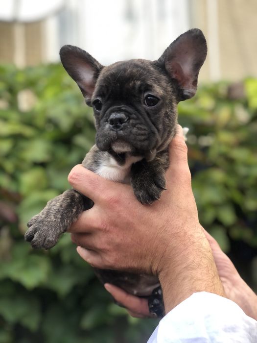 Французький бульдог