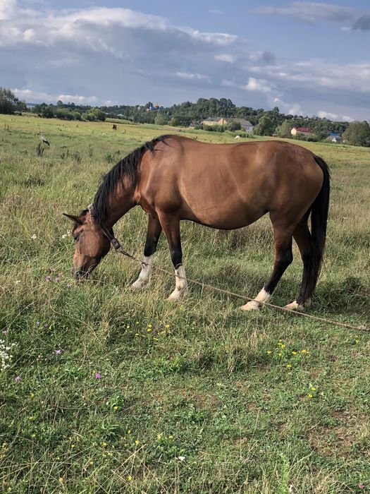 Продається кобила