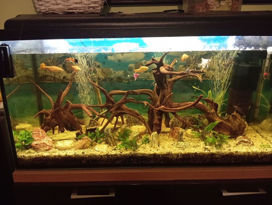 Oddam akwarium 200 l