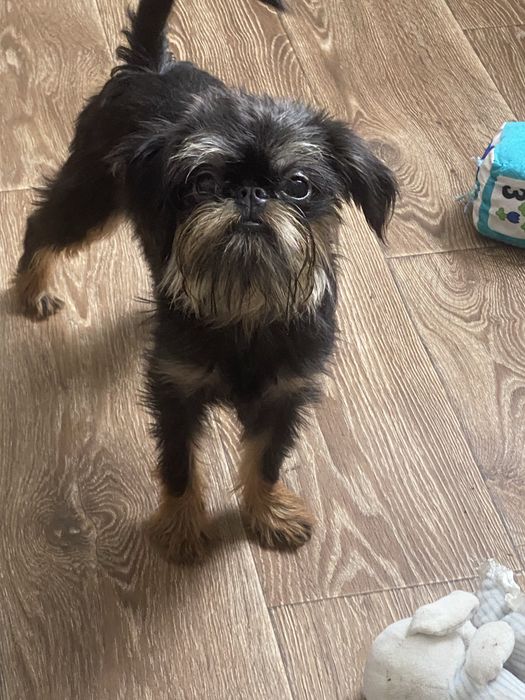 Гриффон бельгійський