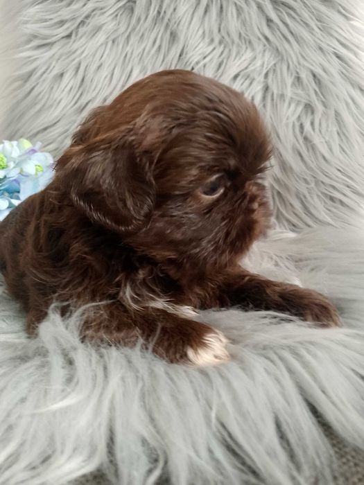 Piękny chłopak rasy Shih-Tzu szuka domku