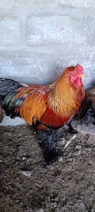 Galos Brahma Perdiz Gold