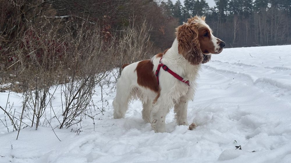 Кокер спаніель. Вʼязка