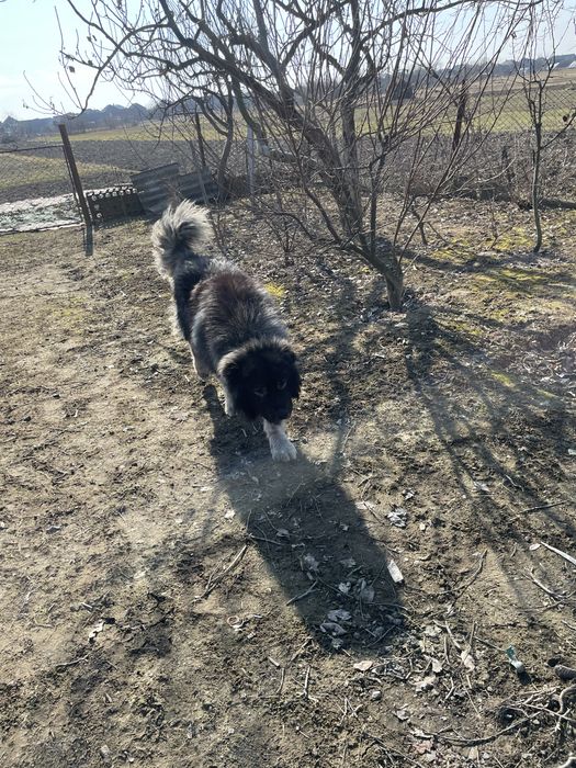 Вʼязка кавказька вівчарка