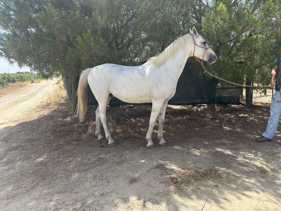 Cavalo de confiança