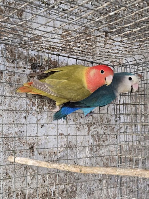 Agapornis Roseicollis Longfeather