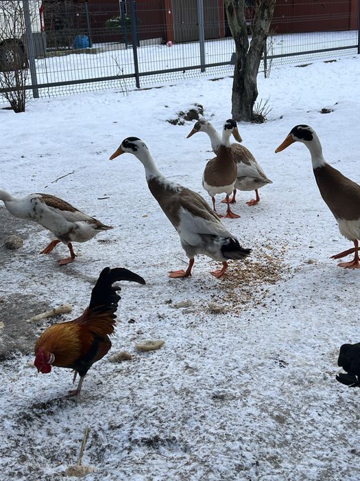 Kaczki biegusy dwu kolorowe