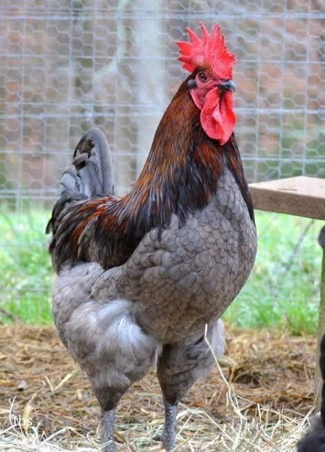 Ovos Férteis para Incubação – Blue Copper Marans