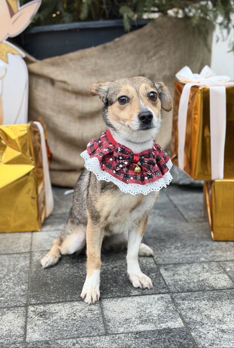 Дівчинка шукає дім (стерилізована) 6 кг